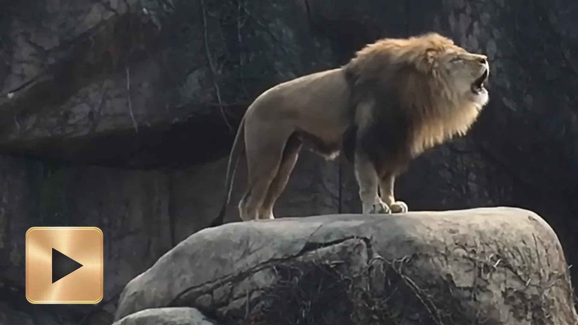 LEÕES E TIGRES RUGEM LOUVANDO O NOME DE YAUH